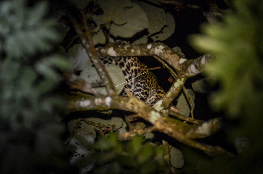 LEOPARD IN RESIDENTS’ AREA