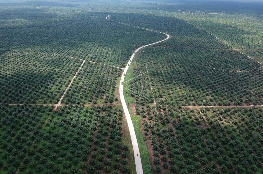 OIL PALM PLANTATION