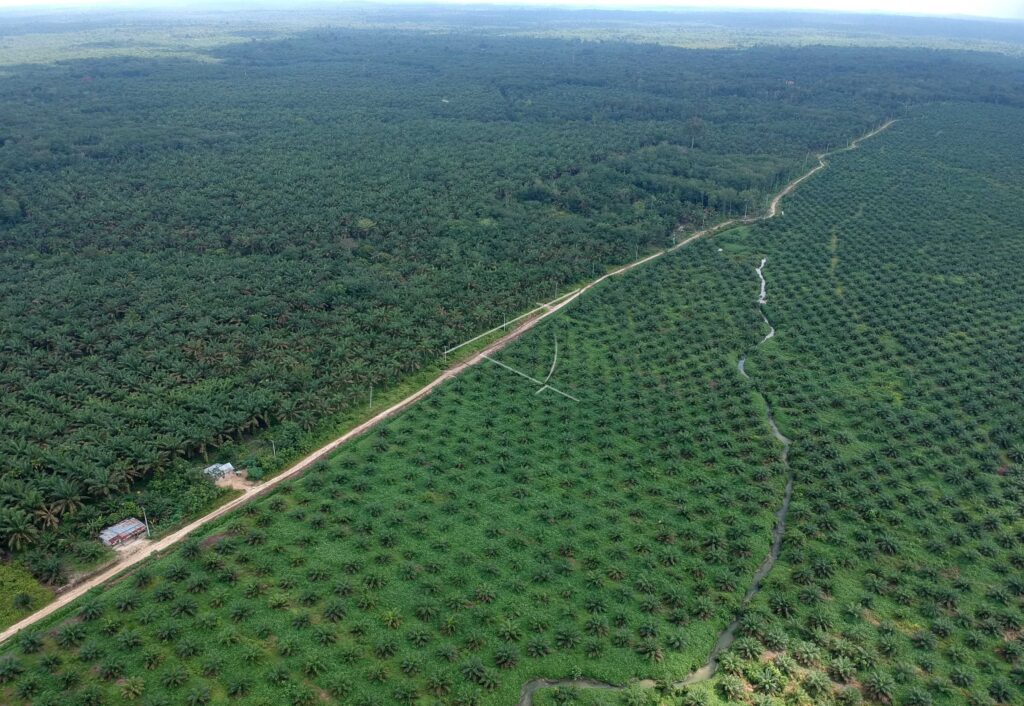OIL PALM PLANTATION