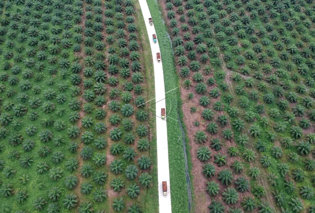 OIL PALM PLANTATION