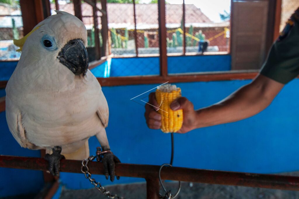 YELLOW-CRESTED COCKATOO