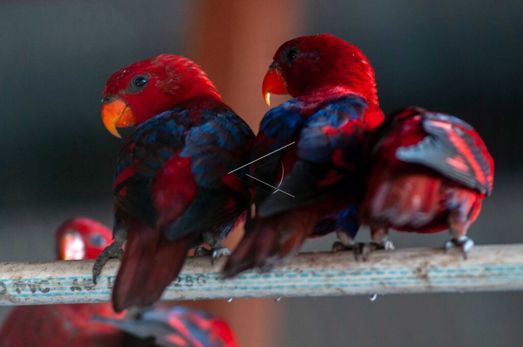 RED LORY