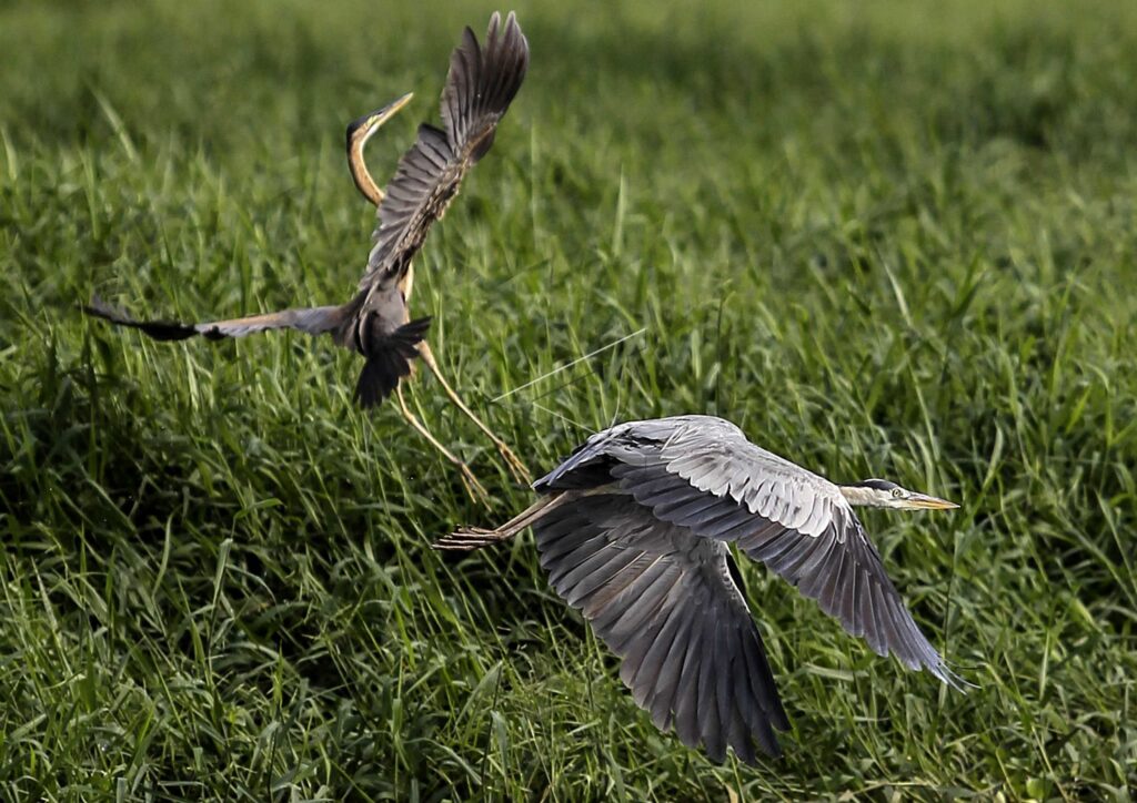 WATER BIRD MIGRATION