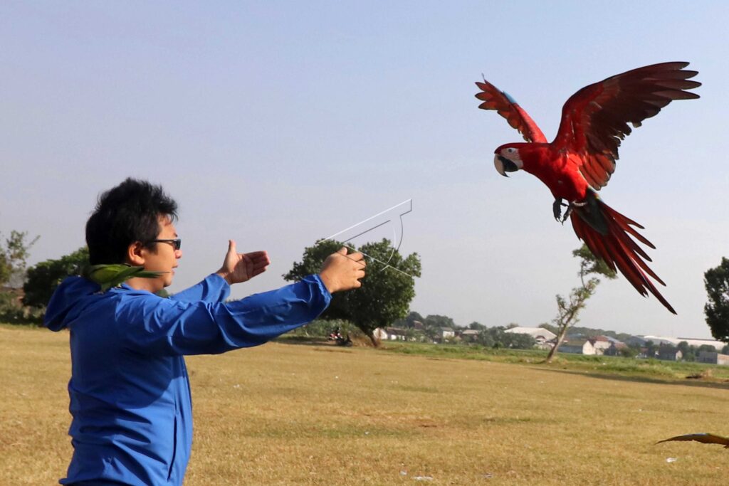 PENGGEMAR BURUNG FREE FLIGHT
