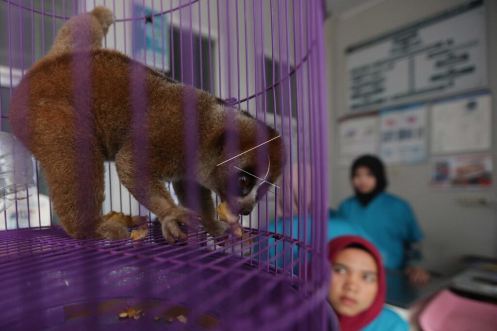 PENGOBATAN PRIMATA KUKANG