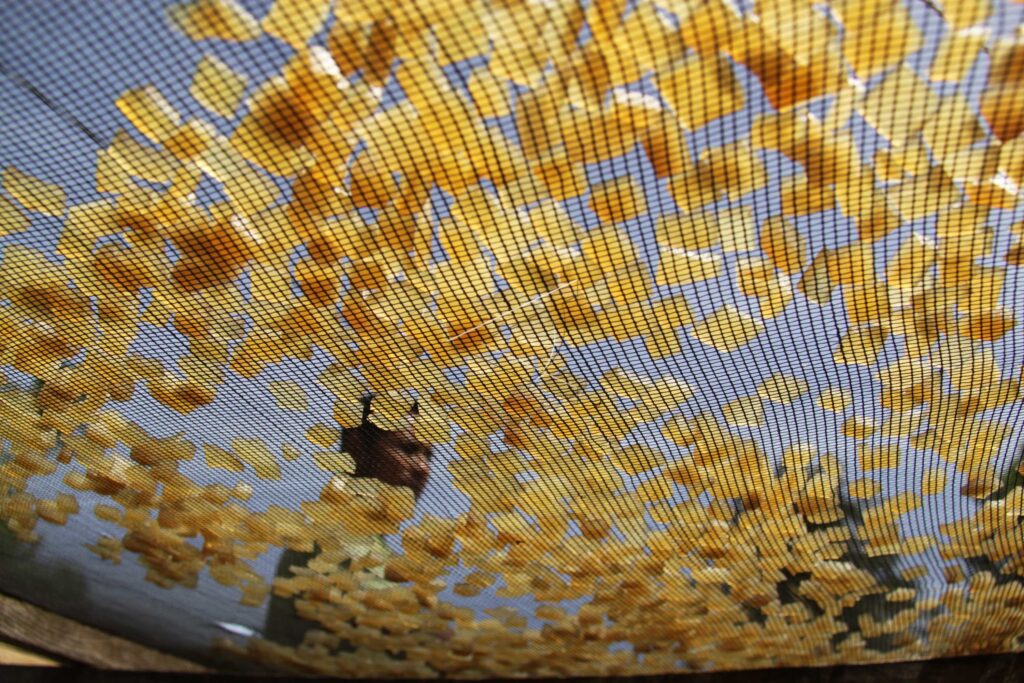 PENGOLAHAN KULIT SAPI