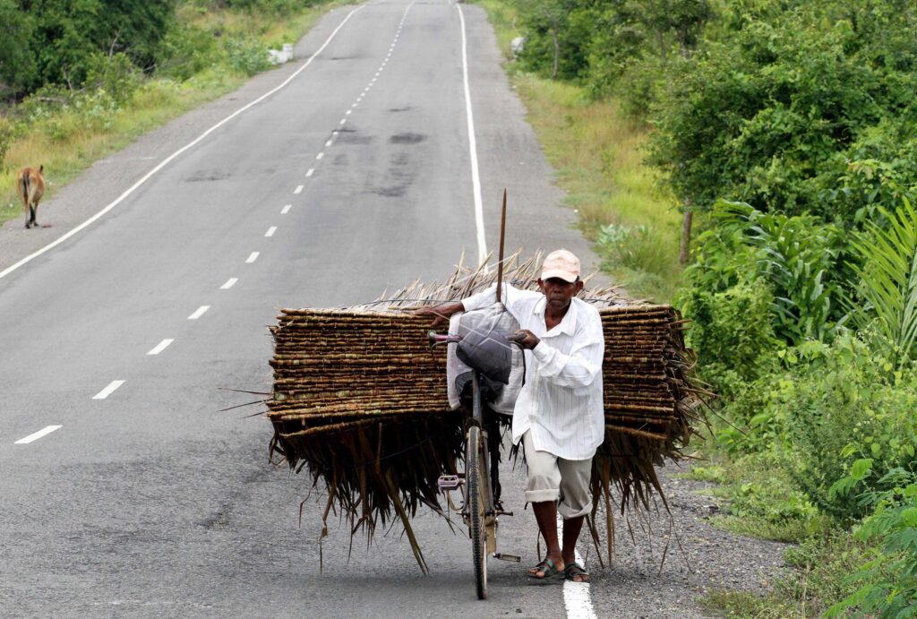 RUMBIA (SAGO PALM) ROOF SELLER