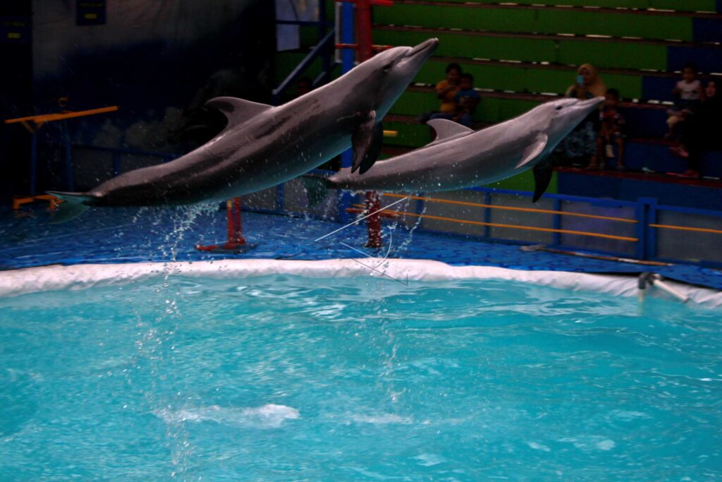 DOLPHIN PERFORMANCE