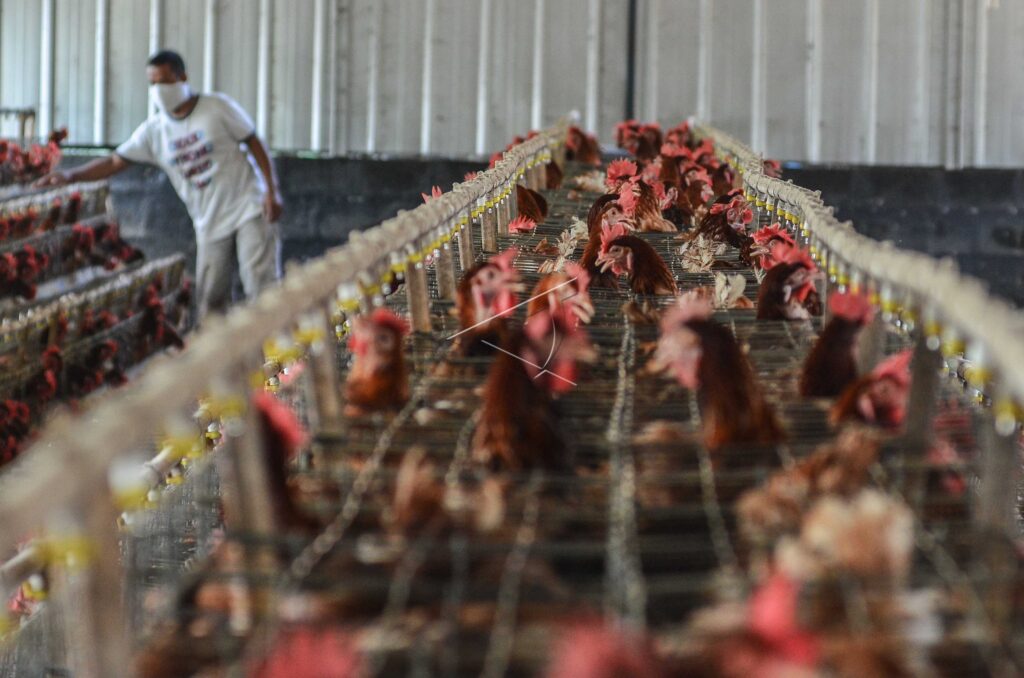 KUR BAGI SEKTOR PETERNAKAN