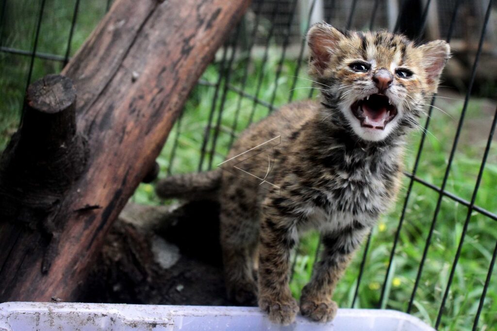 LEOPARD KITTEN RESCUE