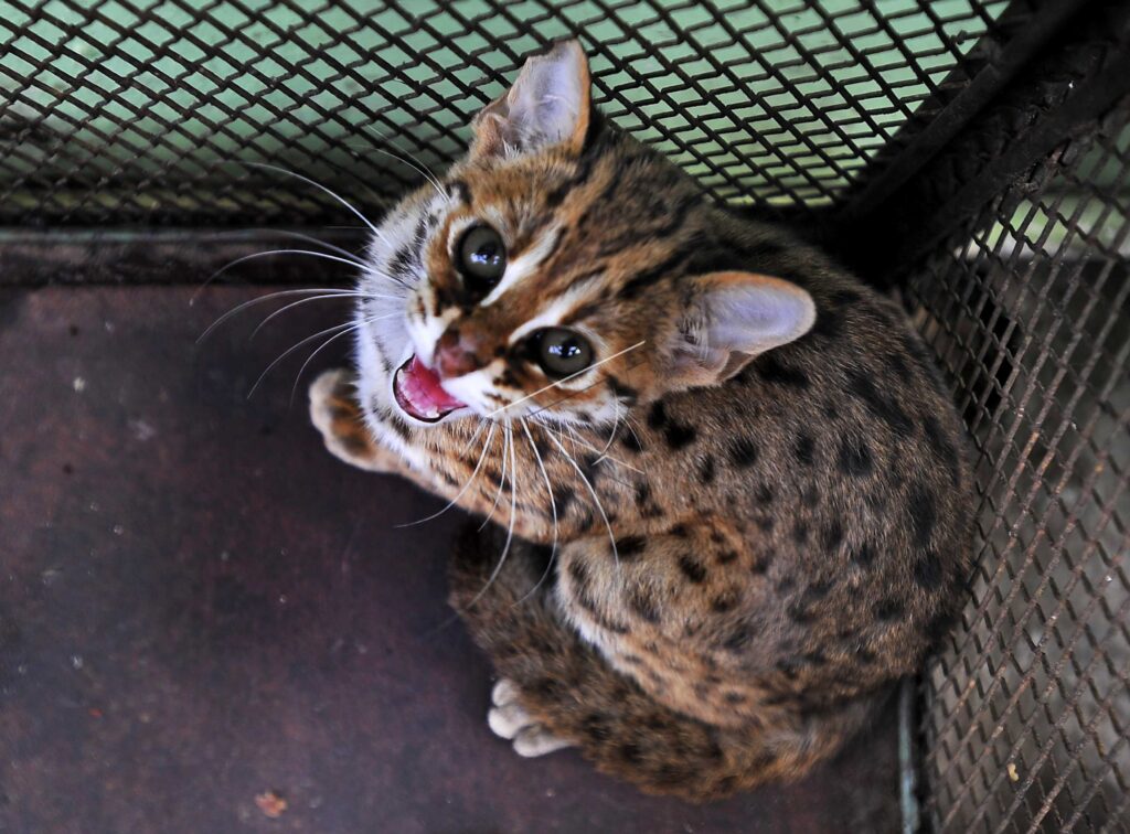 LEOPARD CAT