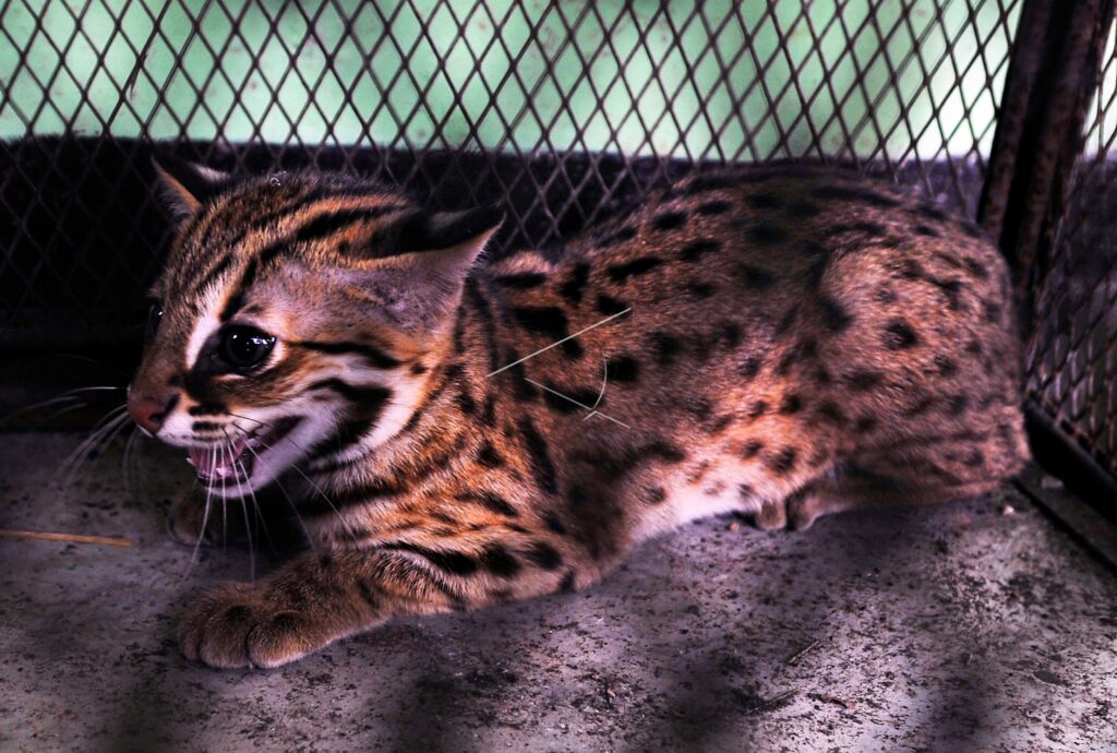 LEOPARD CAT