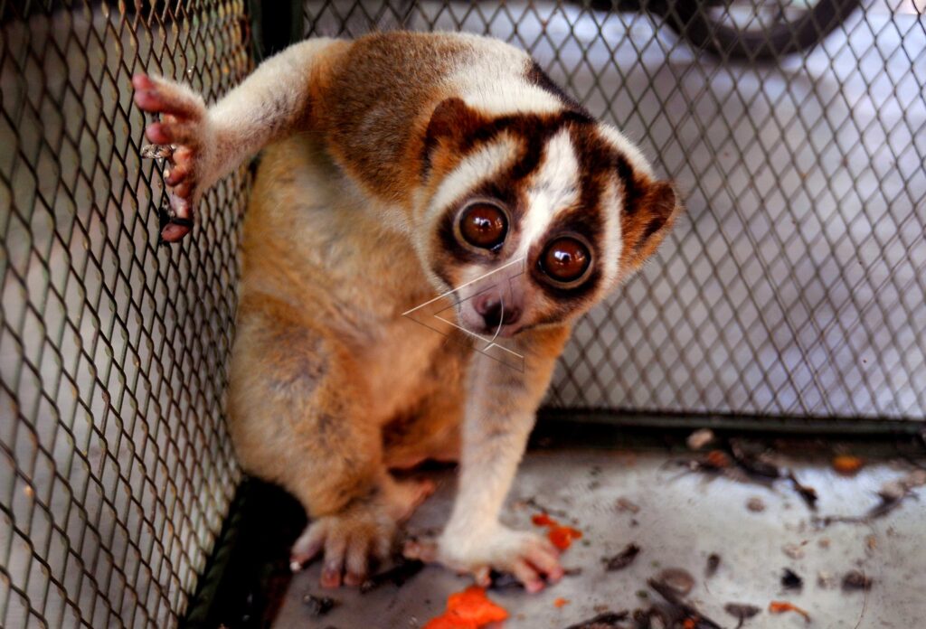 JAVAN SLOW LORIS – NYCTICEBUS COUCANG