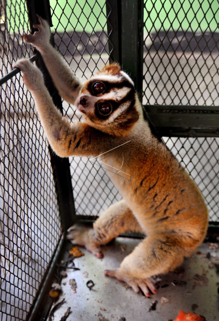 JAVAN SLOW LORIS – NYCTICEBUS COUCANG