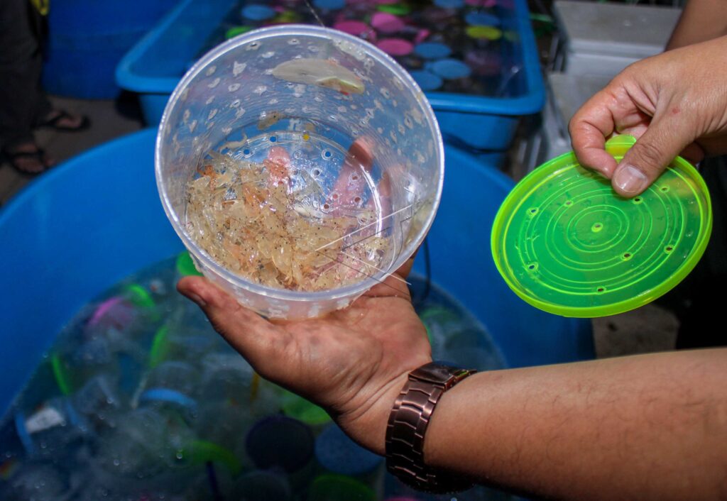 LOBSTER SEEDS SMUGGLING