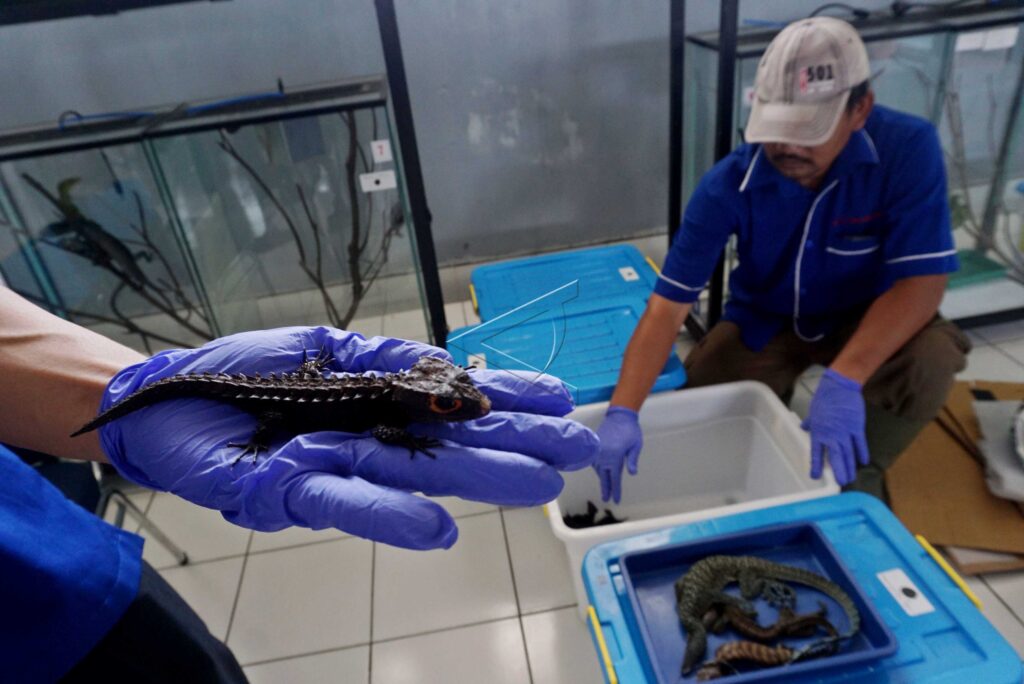 RED-EYED CROCODILE SKINK