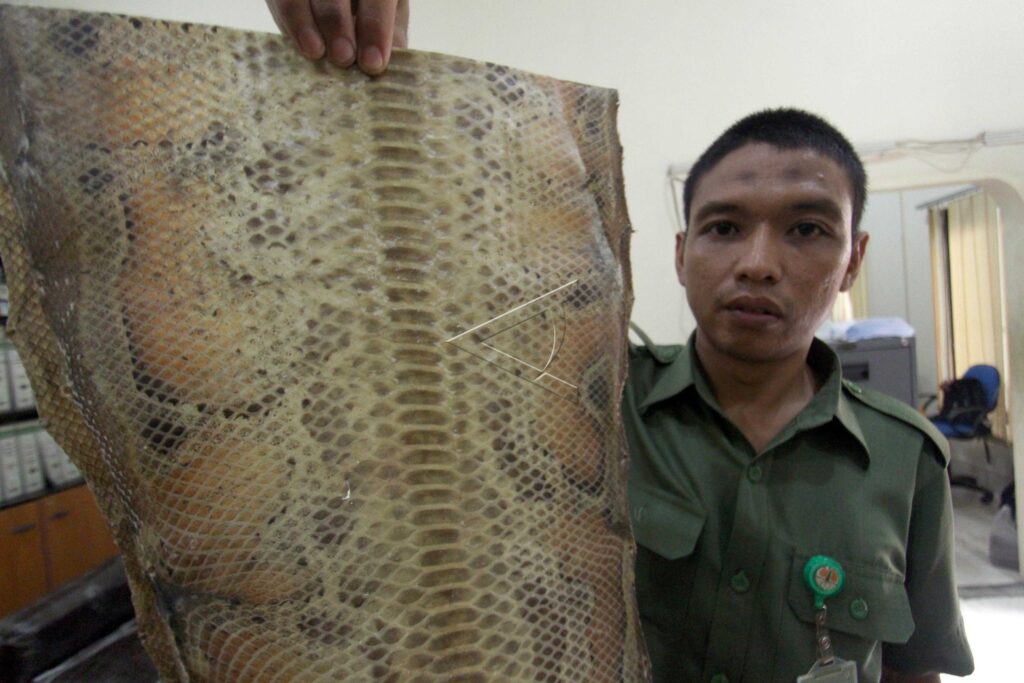 SMUGGLE OF PYTHON SNAKE SKIN