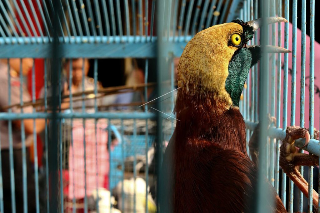 PROTECTED ANIMALS SMUGGLING CASE