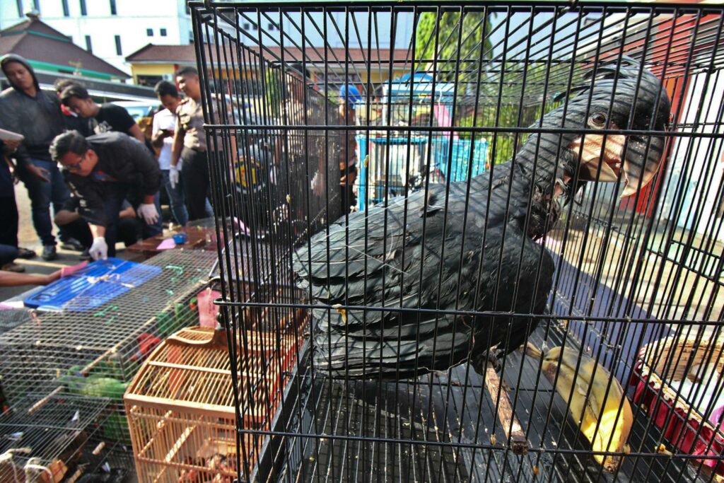PROTECTED ANIMALS SMUGGLING CASE