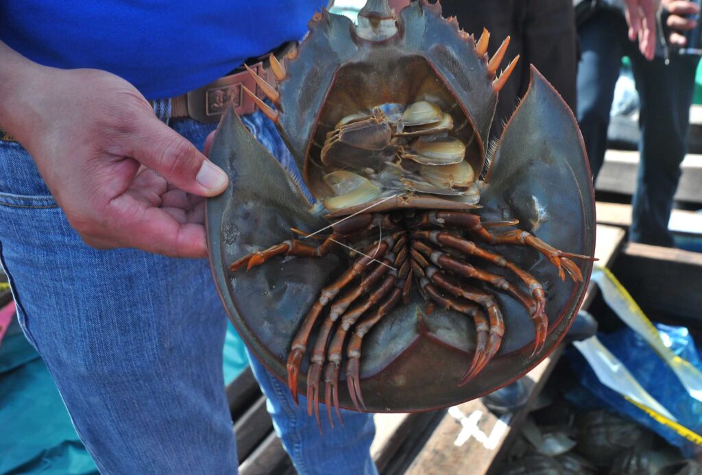 MARINE ANIMALS SMUGGLING