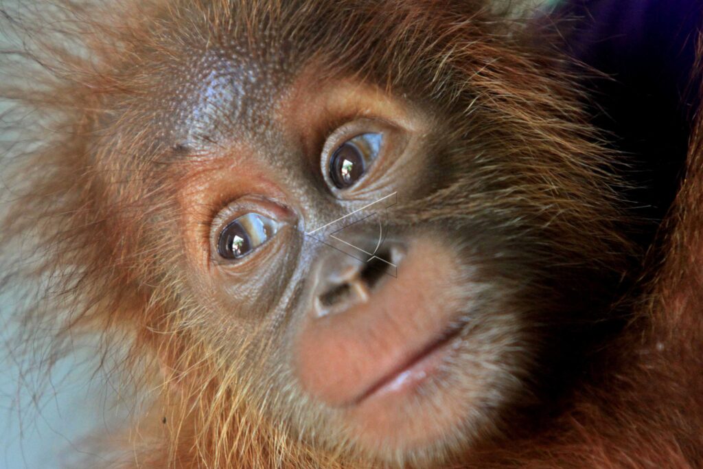 BABY SUMATRAN ORANGUTAN