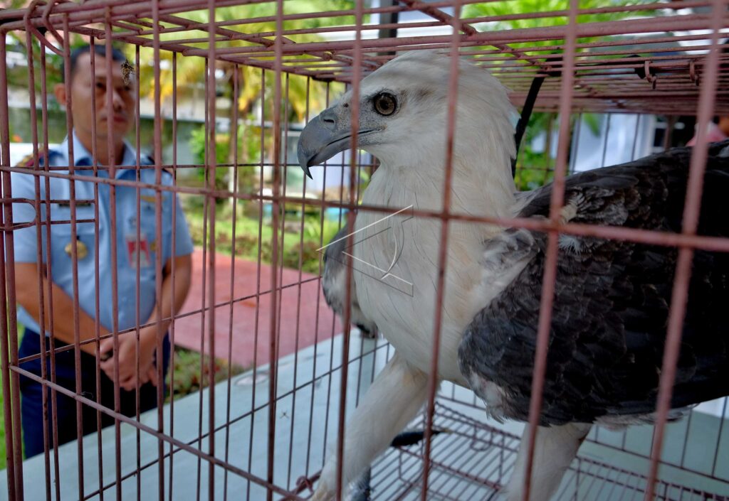 WHITE-BELLIED SEA EAGLE