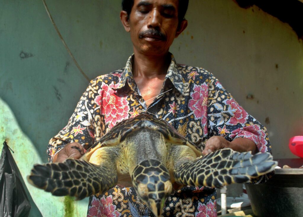 HAWKSBILL SEA TURTLE
