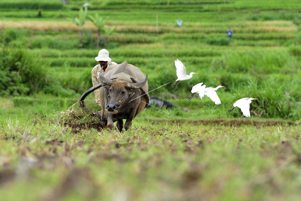 PLOW FIELD BY BUFALLO