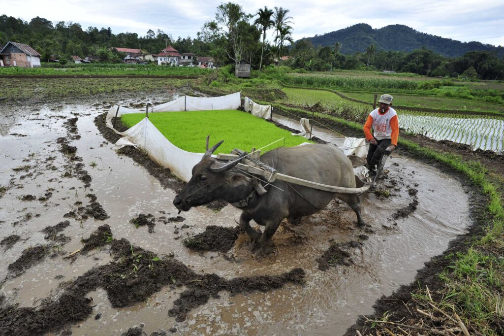 PLOW FIELD BY BUFALLO