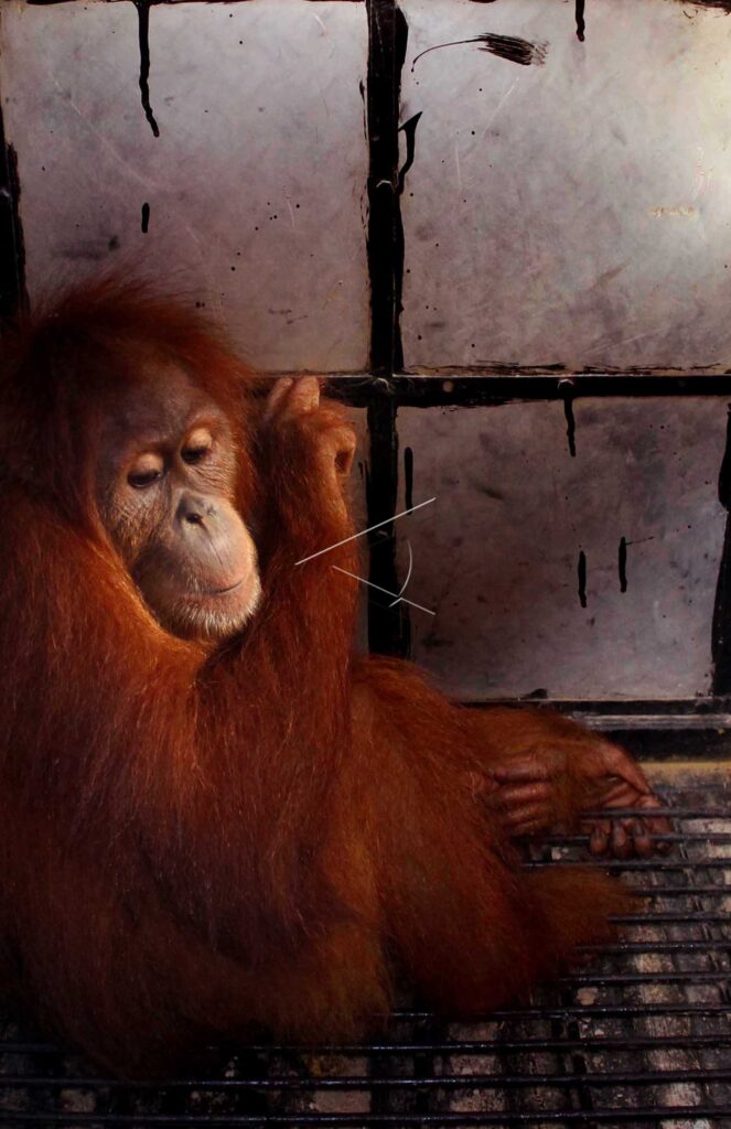 SUMATRA ORANGUTAN CONFISCATES