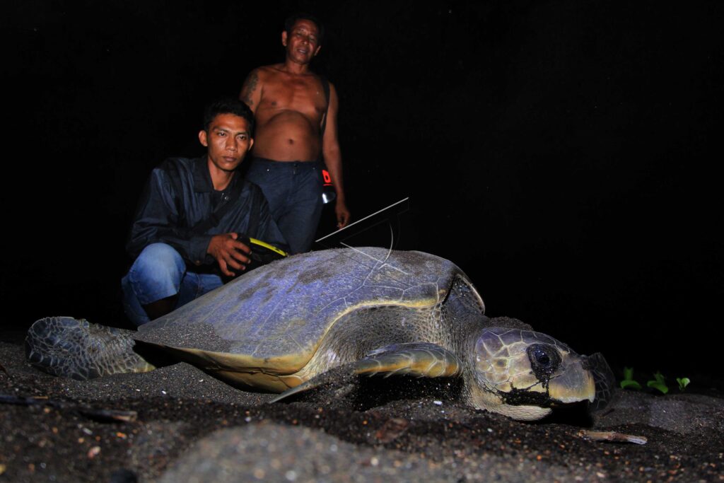 OLIVE RIDLEY SEA TURTLE