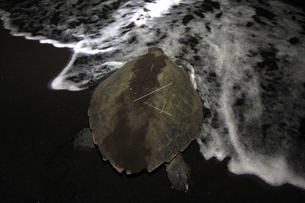 OLIVE RIDLEY SEA TURTLE