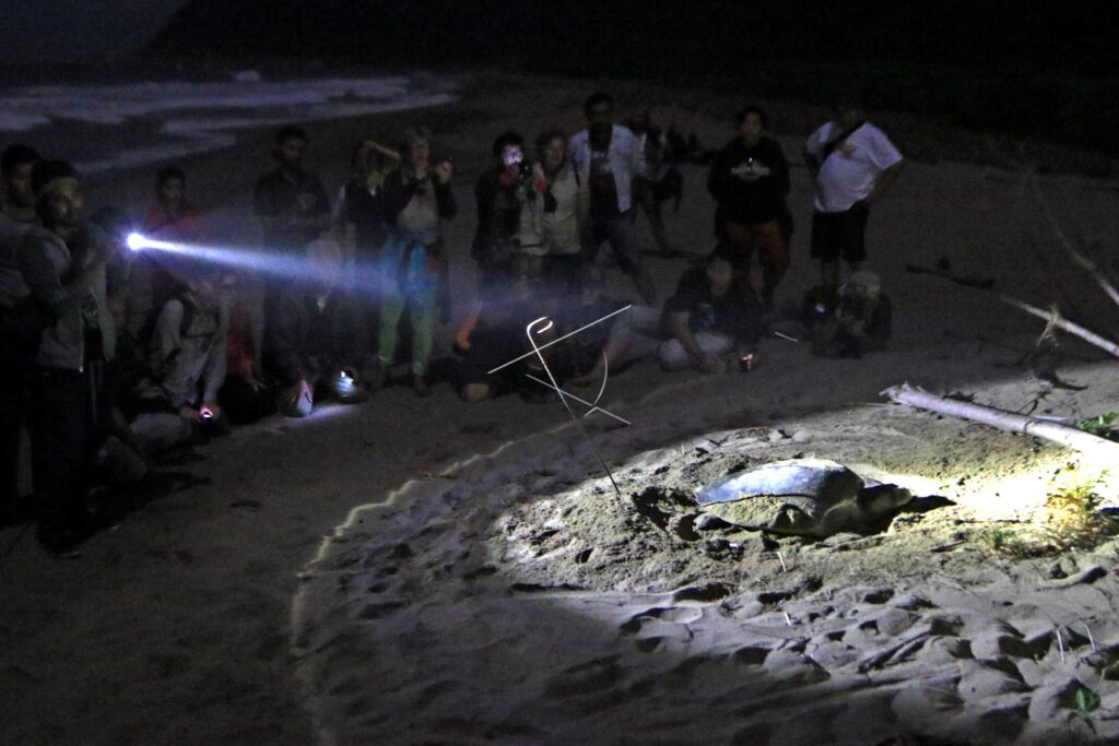 GREEN SEA TURTLE LAYING EGGS