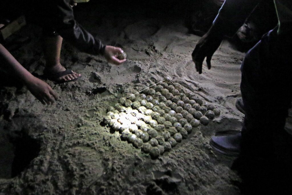 GREEN SEA TURTLE LAYING EGGS
