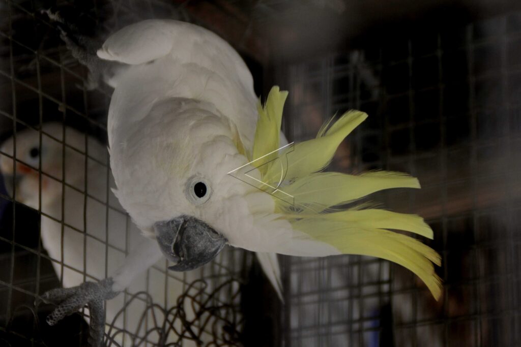 YELLOW-CRESTED COCKATOO