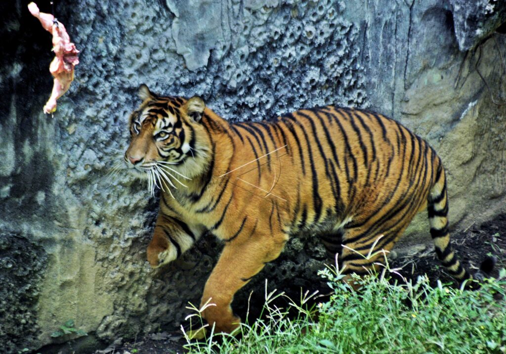 SUMATRAN TIGER