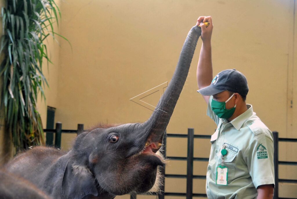 PERAWATAN SATWA TSI BOGOR