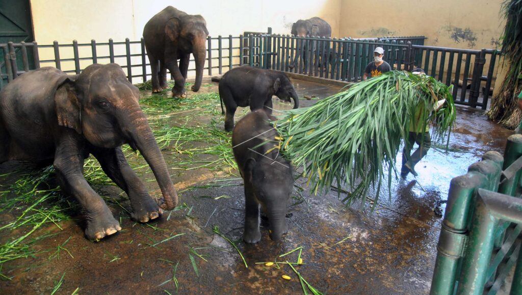 PERAWATAN SATWA TSI BOGOR