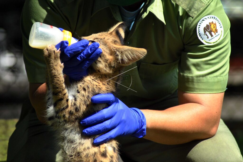PERAWATAN SATWA TSI BOGOR