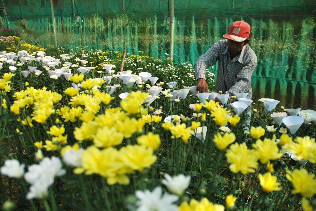 CHRYSANTHEMUM PLANTATION