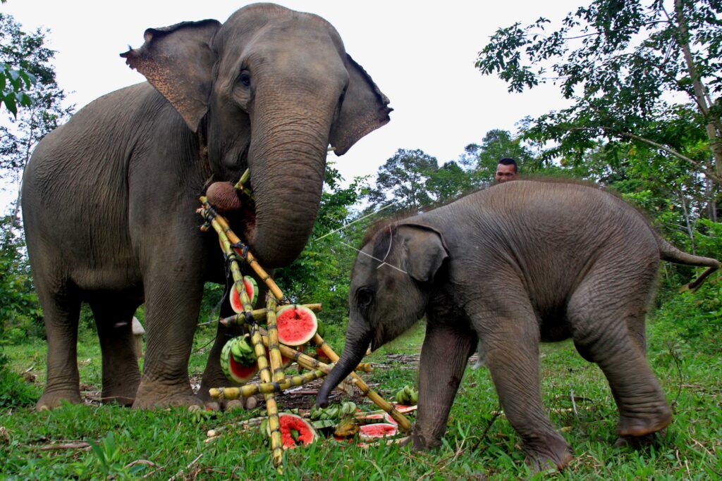 ELEPHANT BIRTH CELEBRATION