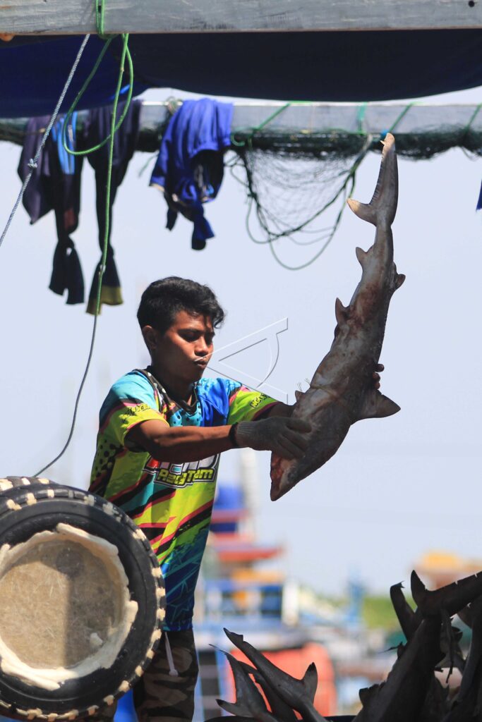 SHARKS TRADING IS RIFE