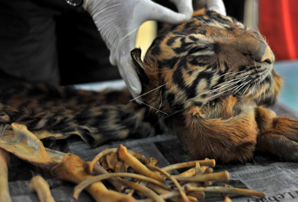 SUMATRAN TIGER SKIN TRADE