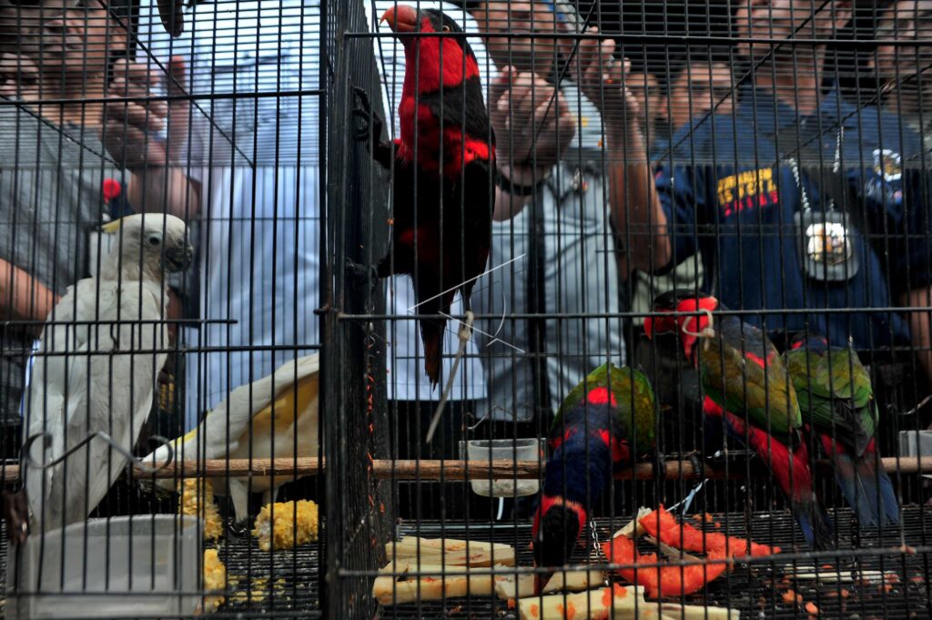 PROTECTED ANIMALS ILLEGAL TRADE