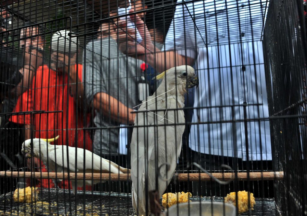 PROTECTED ANIMALS ILLEGAL TRADE