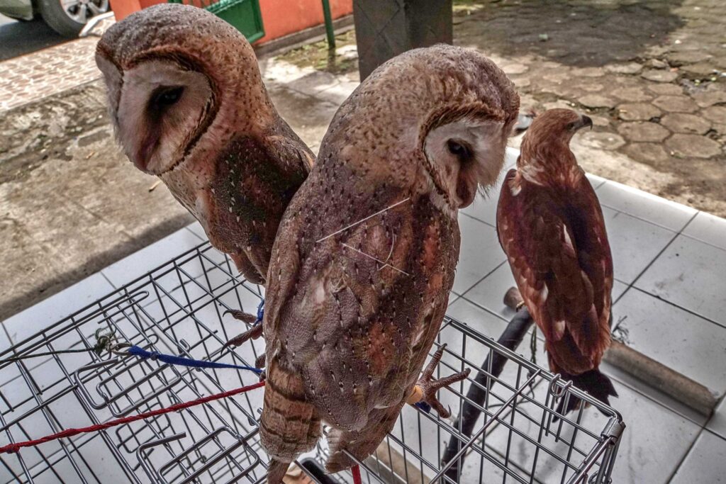 PERDAGANGAN SATWA LIAR