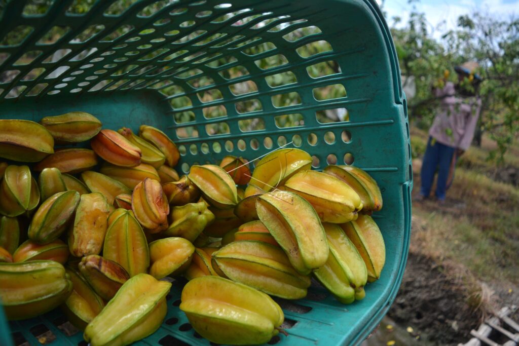 HONEY STARFRUIT HARVEST