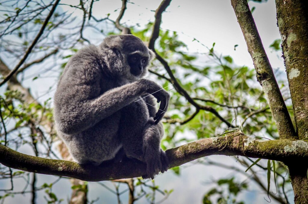 SILVERY GIBBON