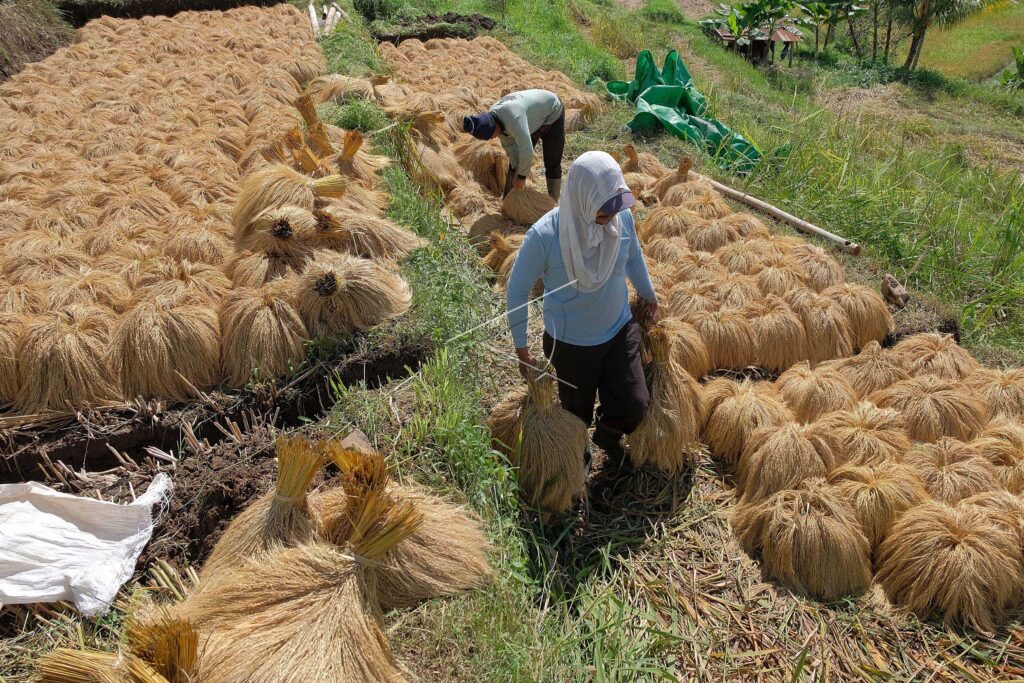 FIELDS AREA IN JATILUWIH