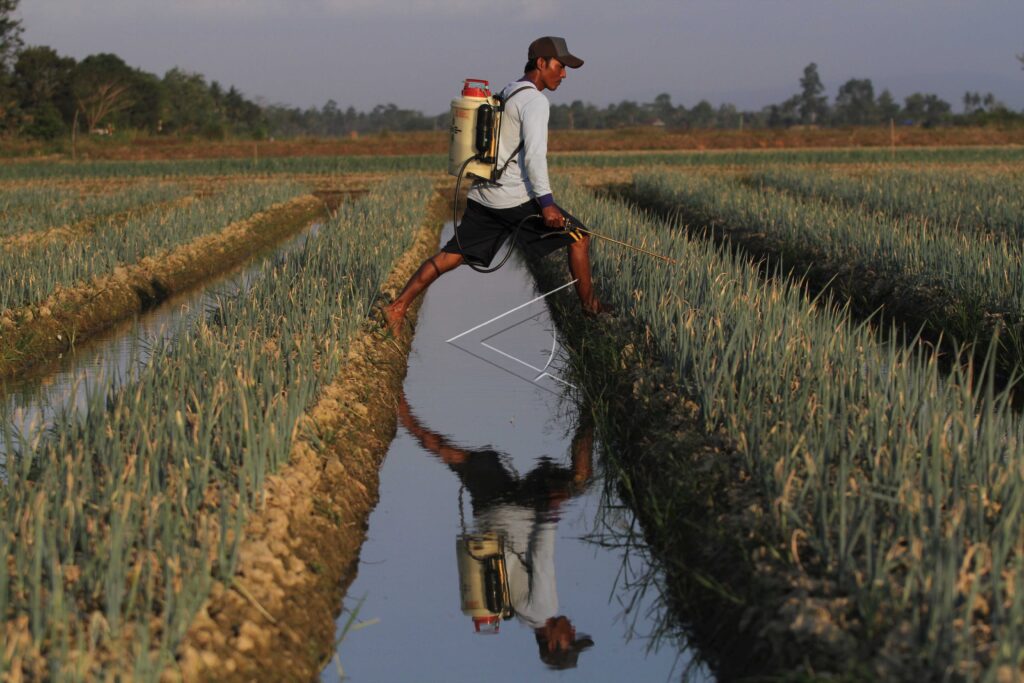 FARMERS PLANT SCALLIONS